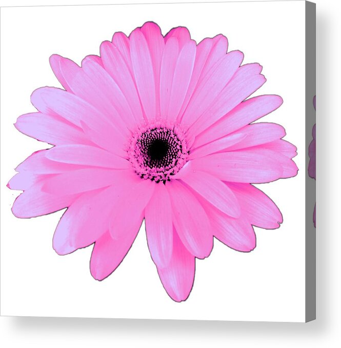 Digital Art Acrylic Print featuring the digital art Lovely Pink Daisy Flower Gift by Delynn Addams by Delynn Addams
