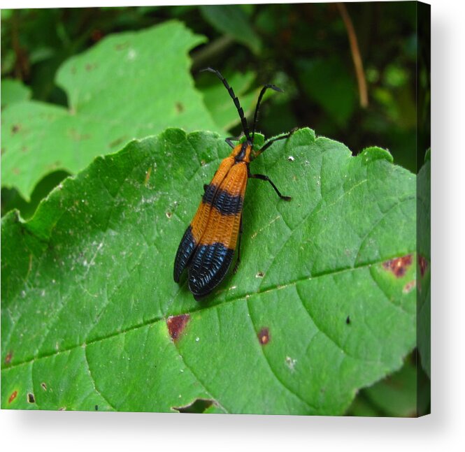 Lycomorpha Moth Images Orange And Black Moth Prints Forest Ecology Biodiversity Nature Entomology Oldgrowth Forest Preservation Acrylic Print featuring the photograph Lycomorpha Moth by Joshua Bales