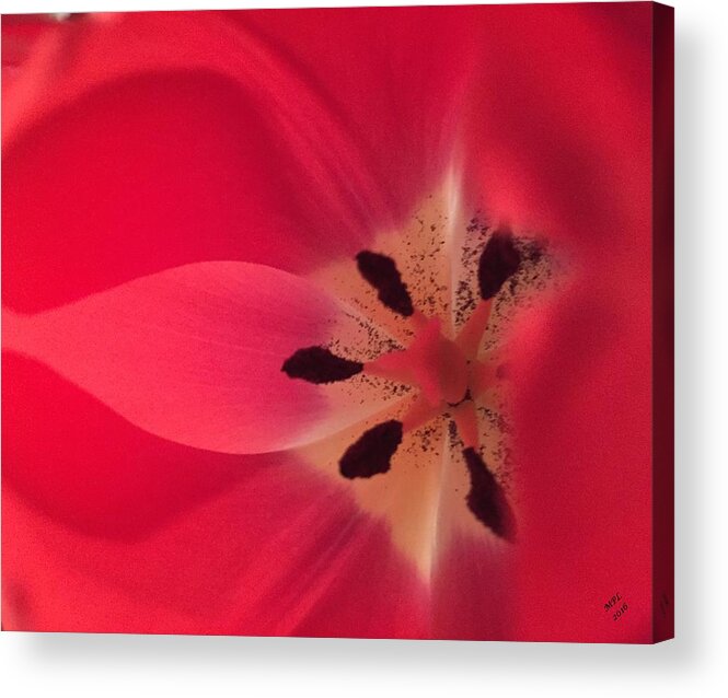 Macro Acrylic Print featuring the photograph Macro Beauty Tulip by Marian Lonzetta