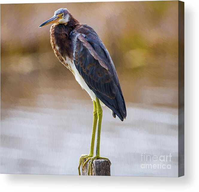 Nature Acrylic Print featuring the painting Master Of The Post 2 - Egretta Tricolor by DB Hayes