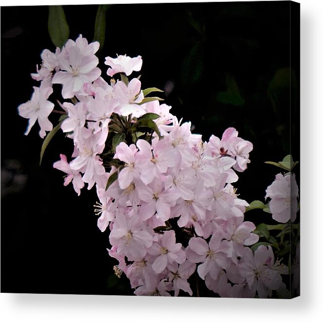 Spring Acrylic Print featuring the photograph May by Wild Thing