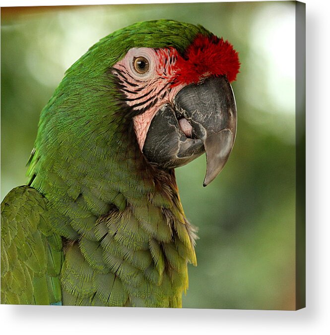 Nature Acrylic Print featuring the photograph Military Macaw by Sheila Brown
