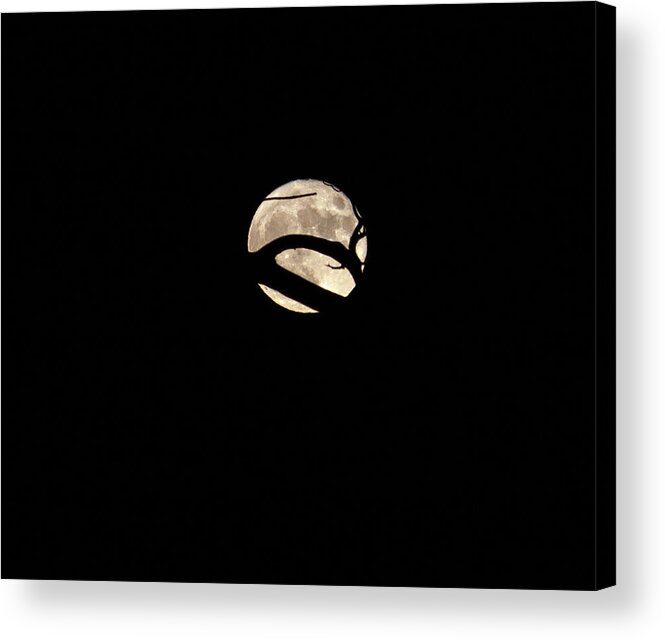 Full Moon Acrylic Print featuring the photograph Moon and Tree by Jen Manganello