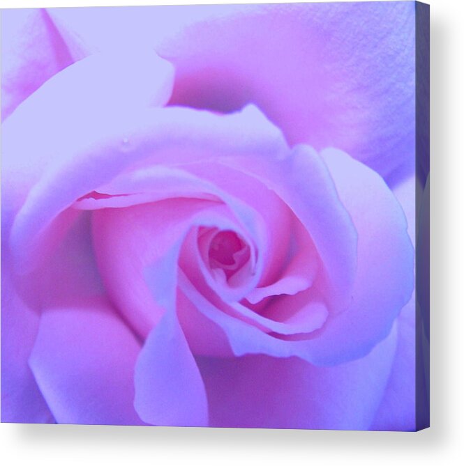 Roses Acrylic Print featuring the photograph My Soul by Vijay Sharon Govender