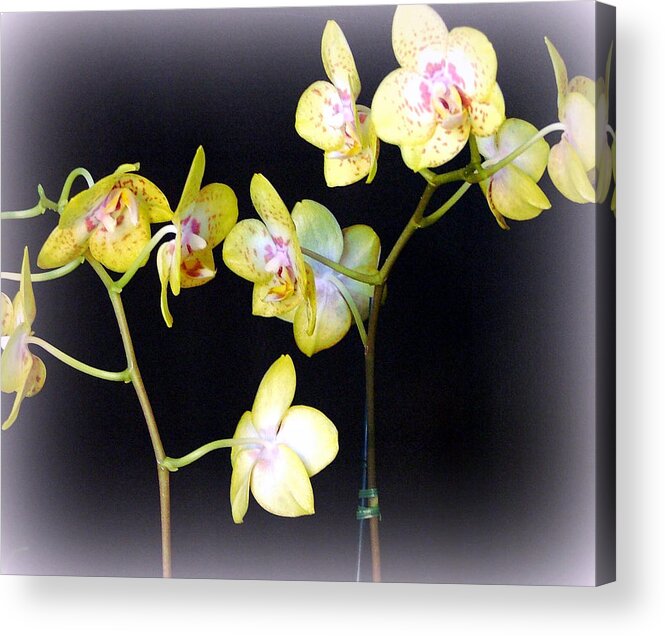 Orchids Acrylic Print featuring the photograph Mystical by Mindy Newman