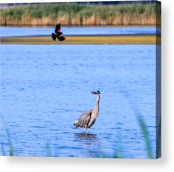 Great Acrylic Print featuring the photograph Noisy Neighbor by Allan Levin