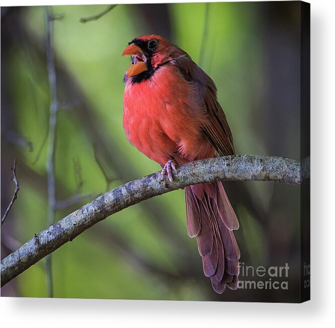 Nature Acrylic Print featuring the photograph Northern Cardinal - Male by DB Hayes