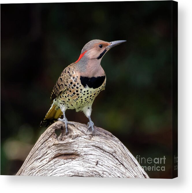 Bird Acrylic Print featuring the photograph Northern Flicker by DB Hayes