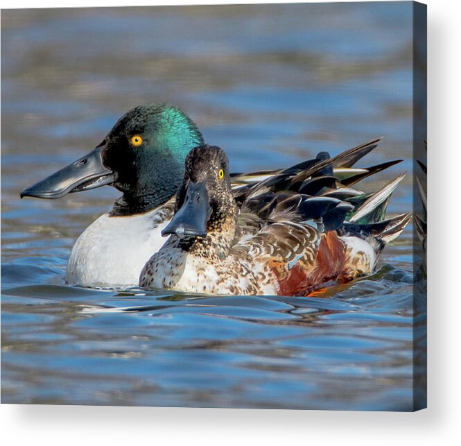 20170128 Acrylic Print featuring the photograph Northern Shoveler Pair Close-Up by Jeff at JSJ Photography