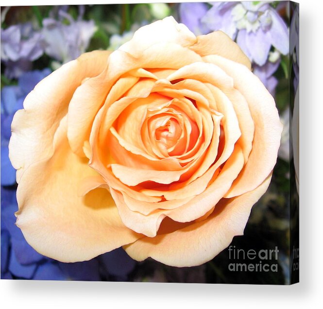 Orange Peach Colored Rose Acrylic Print featuring the photograph Orange Peach Colored Rose by Rose Santuci-Sofranko