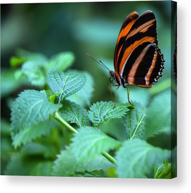 Butterfly Acrylic Print featuring the photograph Orange Tiger by Rand Ningali