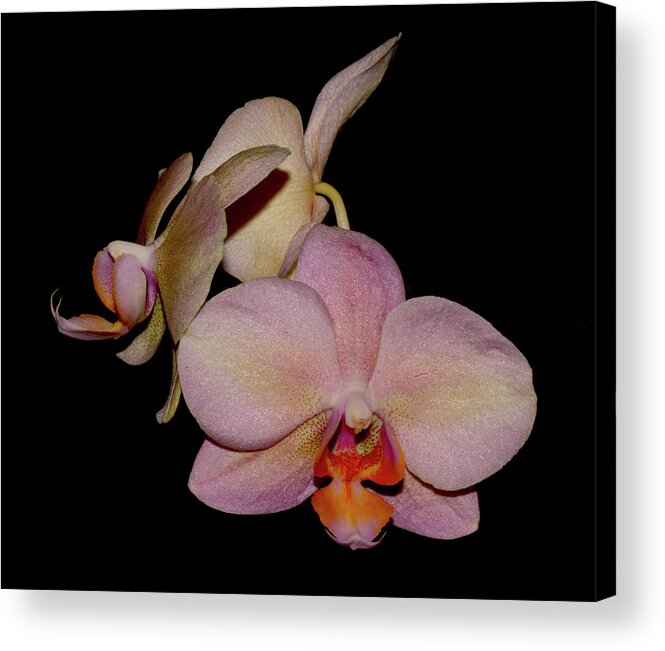 Nature Acrylic Print featuring the photograph Orchid 2016 1 by Robert Morin