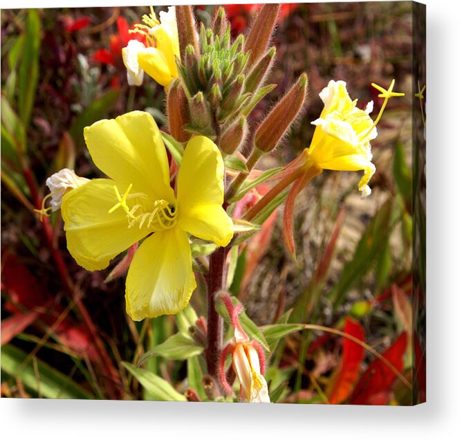 Flower Acrylic Print featuring the photograph Oso Flaco yellow by Gary Brandes