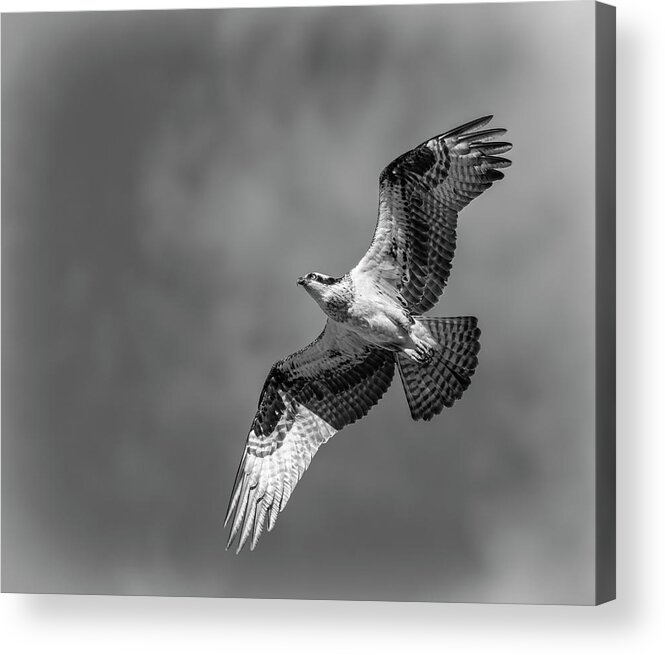 Osprey Acrylic Print featuring the photograph Osprey 2017-4 by Thomas Young