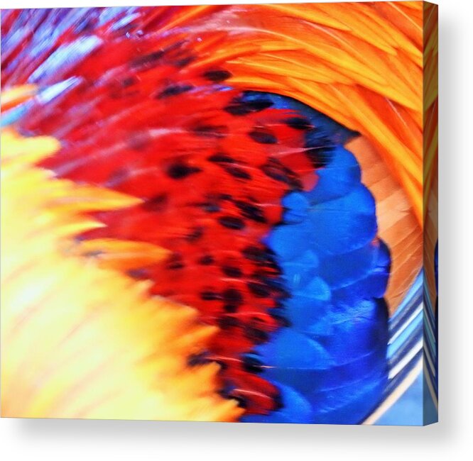 Feathers Acrylic Print featuring the photograph Palette Of Wild Feathers by Jan Gelders