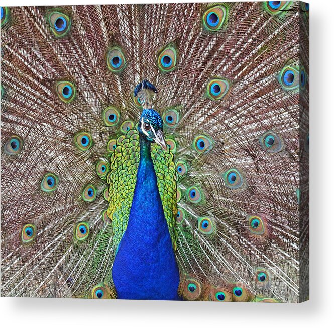 Peacock Acrylic Print featuring the photograph Peacock Displaying His Plumage by Jim Fitzpatrick