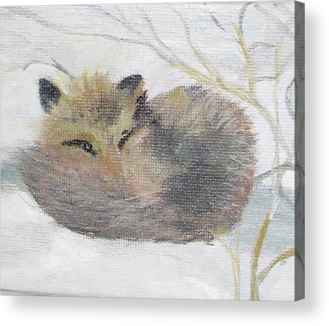 Fox Acrylic Print featuring the painting Peek by Trilby Cole