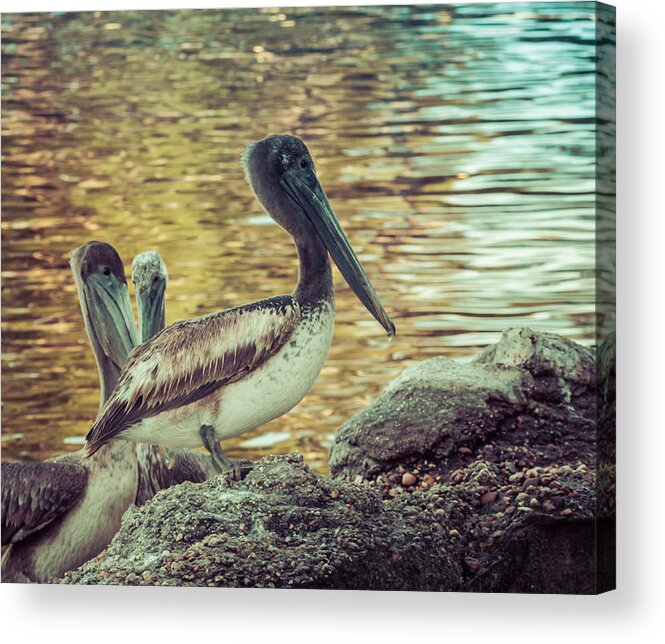 Florida Pelican Acrylic Print featuring the photograph Pelicans On Rocks 3 by Debra Forand