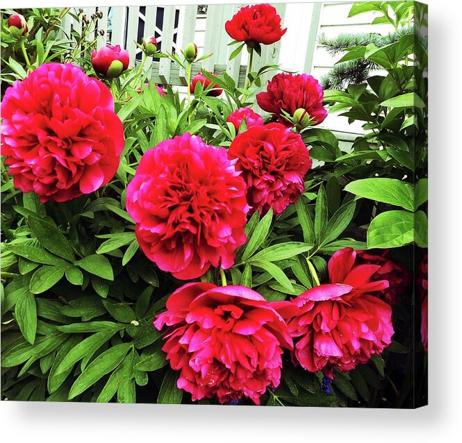 Peonies Acrylic Print featuring the photograph Peonies 1 by Ron Kandt