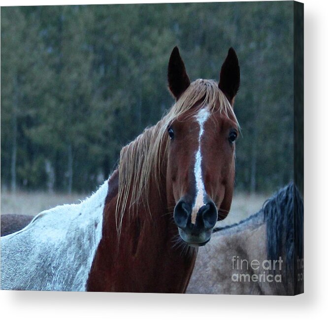 Watching Acrylic Print featuring the photograph Pinto by Ann E Robson