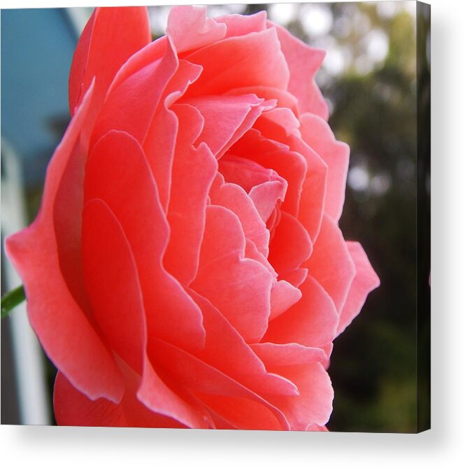 Flower Acrylic Print featuring the photograph Profile Of A Rose by Jan Gelders
