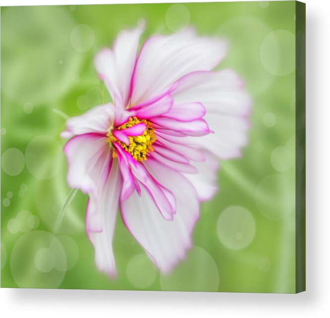 Cosmos Acrylic Print featuring the photograph Pure in its beauty. by Usha Peddamatham