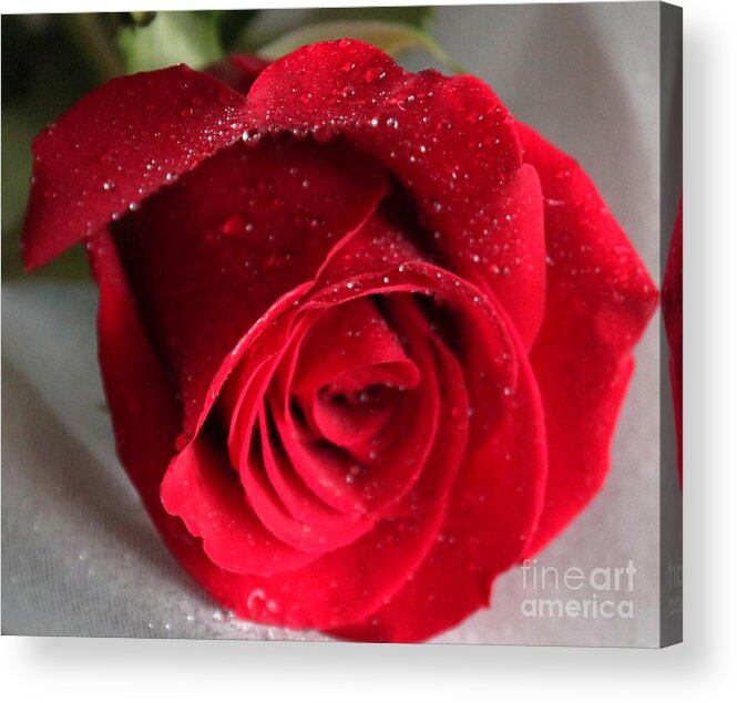 Raindrops On Roses Acrylic Print featuring the painting Raindrops on Roses by Rita Brown