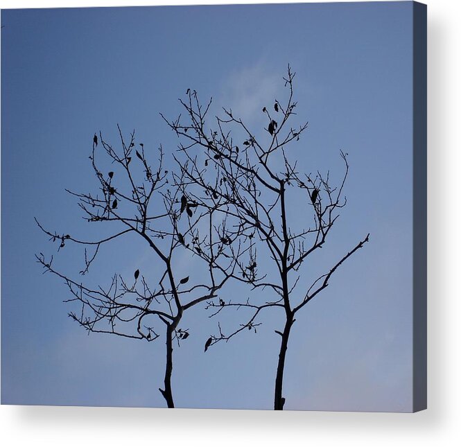 Trees Acrylic Print featuring the photograph Reach for the Sky by Marilynne Bull