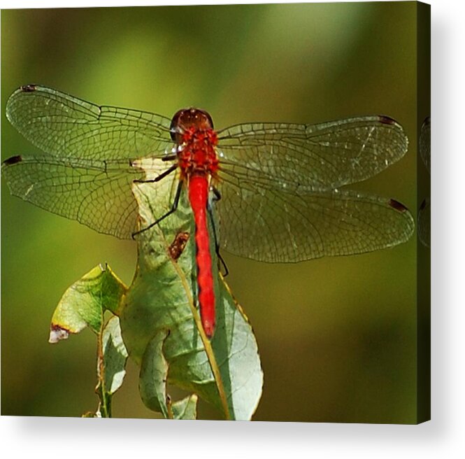 Digital Photograph Acrylic Print featuring the photograph Red Dragon Fly by David Lane