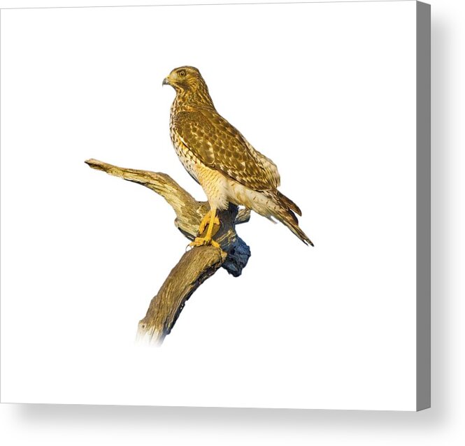 Hawk Acrylic Print featuring the photograph Red Shouldered Hawk Perch by Mark Andrew Thomas