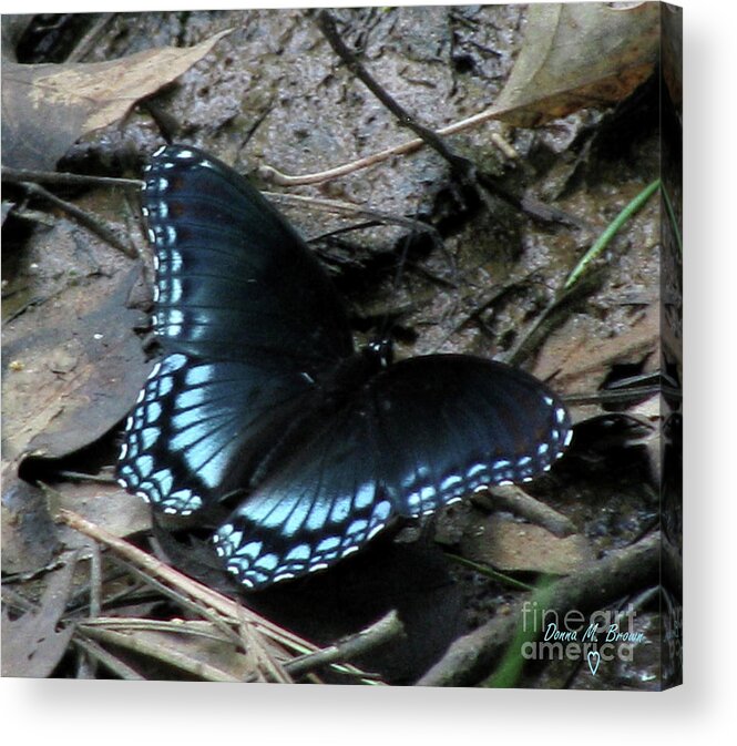 Butterfly Acrylic Print featuring the photograph Red Spotted Purple Swallowtail Butterfly by Donna Brown