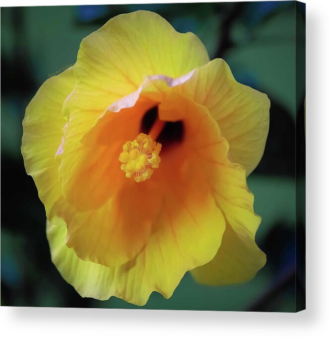 Hibiscus Acrylic Print featuring the photograph Rising in the Sun by DigiArt Diaries by Vicky B Fuller