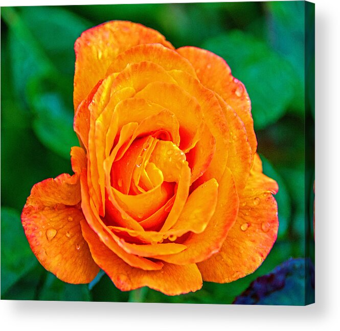 Rose Acrylic Print featuring the photograph Rose by Jerry Cahill