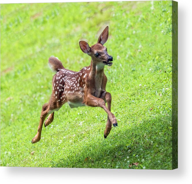 Fawn Acrylic Print featuring the photograph Running And Jumping by William Bitman