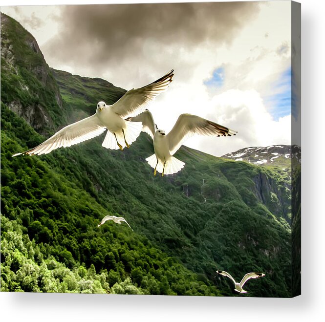 Seagull Acrylic Print featuring the photograph Seagulls over the Fjord by KG Thienemann