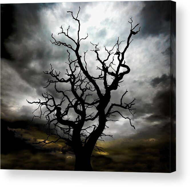 Tree Acrylic Print featuring the photograph Skeletal Tree by Meirion Matthias