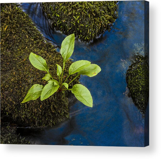 Fern Acrylic Print featuring the photograph Small sprout by Elmer Jensen