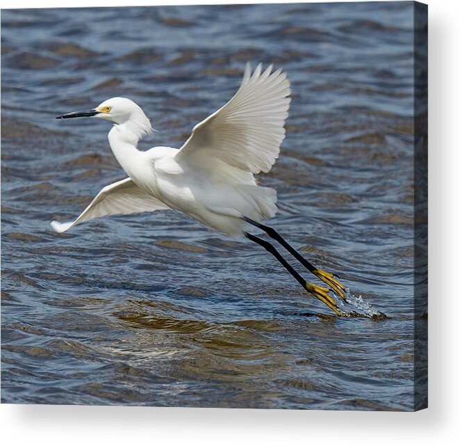 Egret Acrylic Print featuring the photograph Snowy Egret Taking Off by William Bitman