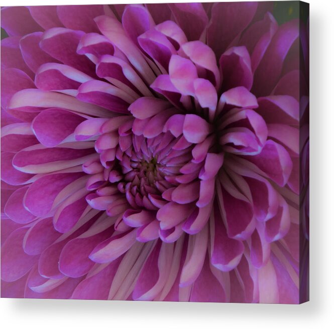 Fresh Acrylic Print featuring the photograph Soft Glow by Deborah Klubertanz