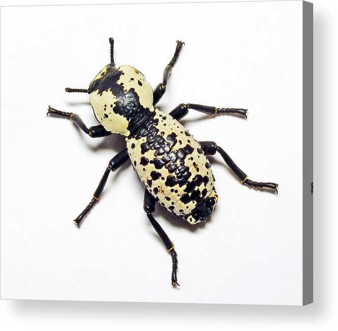 Beetle Acrylic Print featuring the photograph Southwestern Ironclad Beetle by Bill Morgenstern