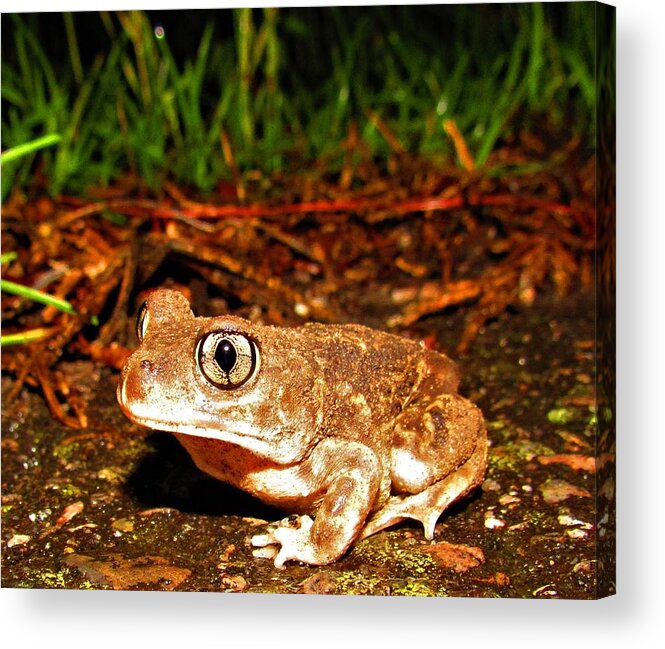 Spadefoot Toad Rare Toads Rare Amphibians Carolina Amphibians Carolina Toad Species Carolina Biodiversity Coastal Creatures Fossilorian Fauna Endangered Species Rare Frogs Big Eyed Toad Nocturnal Creatures Carolina Wildlife Nocturnal Animals Meadow Ecology Coastal Forest Ecology Forest Creatures Woodland Wildlife Forest Animals Herpetology Pixels Animated Animals Captivating Creatures Cryptic Creatures Acrylic Print featuring the photograph Spadefoot Toad by Joshua Bales