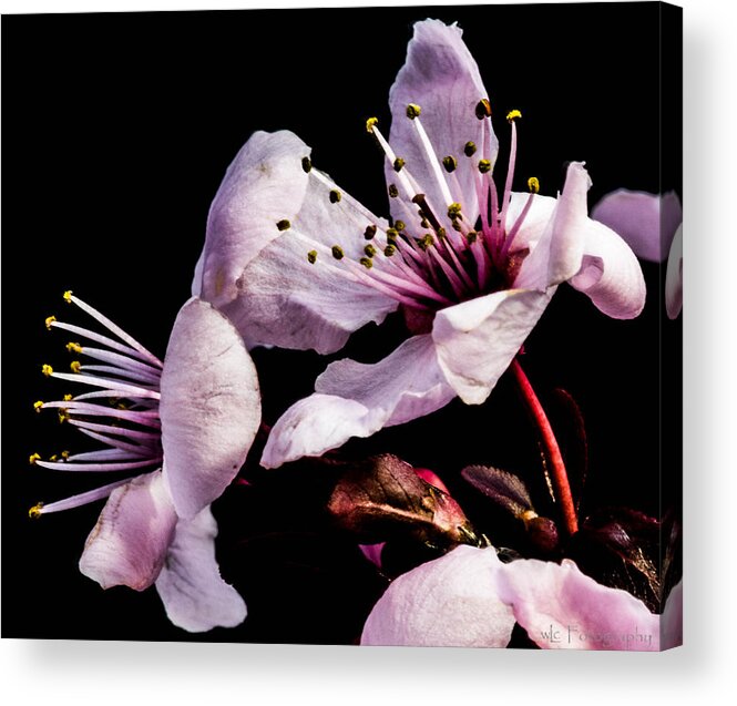 Flowers Acrylic Print featuring the photograph Spring Offering by Wendy Carrington