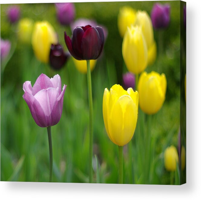 Tulip Acrylic Print featuring the photograph Springtime Glory by Linda Mishler