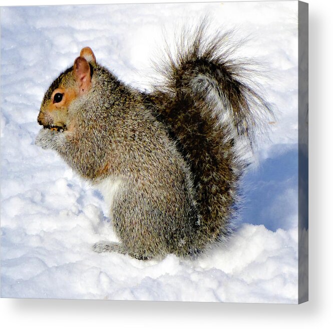 Squirrel Acrylic Print featuring the photograph Squirrel in the snow by Cristina Stefan