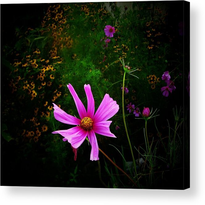 Flowers Acrylic Print featuring the photograph Star Flower by Joyce Kimble Smith