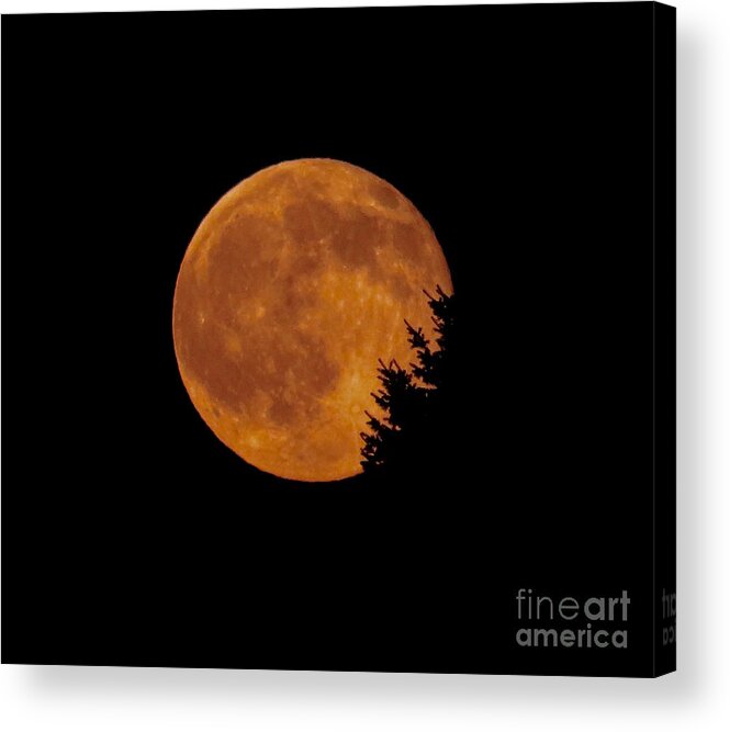 Strawberry Moon Acrylic Print featuring the photograph Strawberry Moon Fringed by Tree by Beth Myer Photography