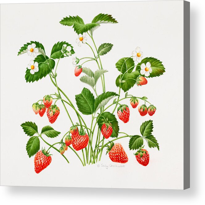 Wild Strawberry Drawing Drawing by Betsy Gray - Pixels