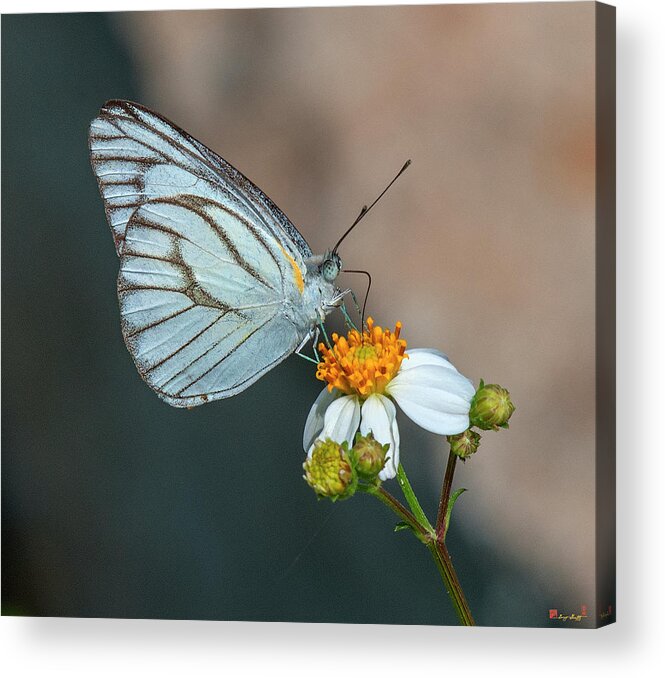 Nature Acrylic Print featuring the photograph Striped Albatross Butterfly DTHN0209 by Gerry Gantt