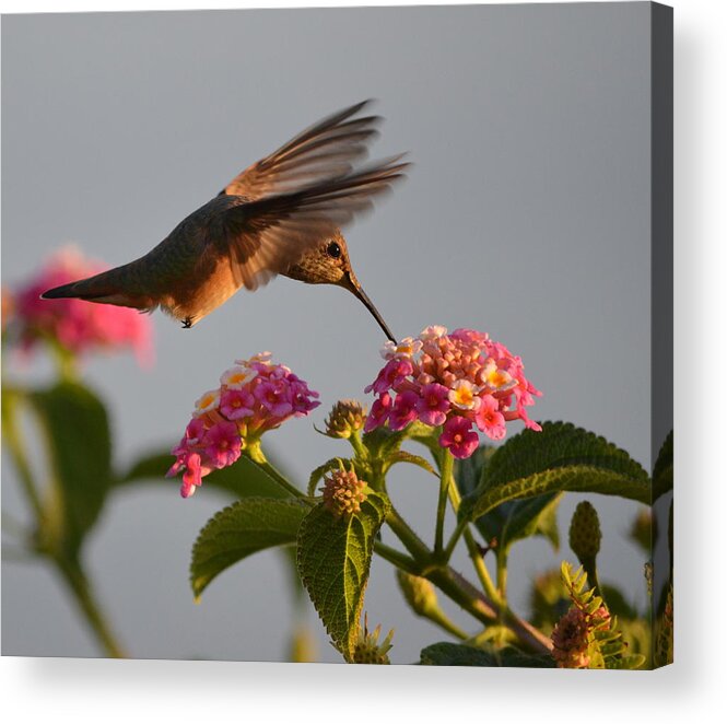 Close Up Of Hummingbird Photograph Acrylic Print featuring the photograph Success by Johanne Peale
