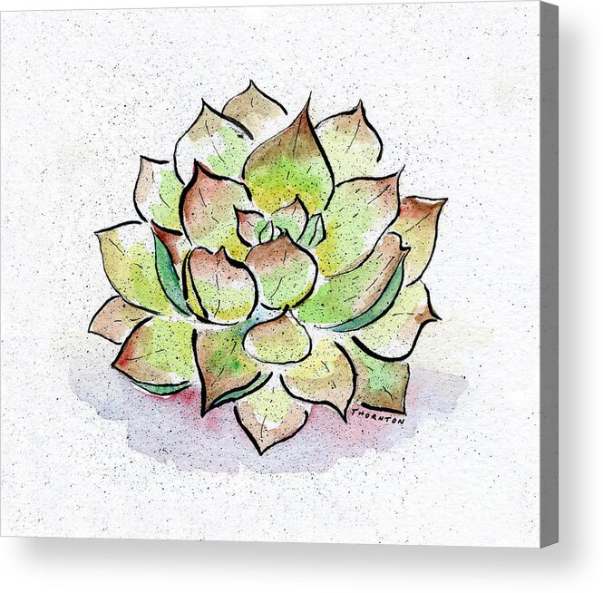 Succulent Acrylic Print featuring the painting Succulent by Diane Thornton